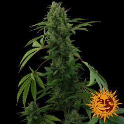 Blüte von Pineapple Express Auto von Barney's Farm