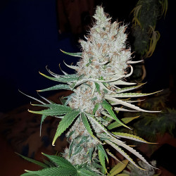 Adonis CBD -Pflanzen von MDLG Seeds