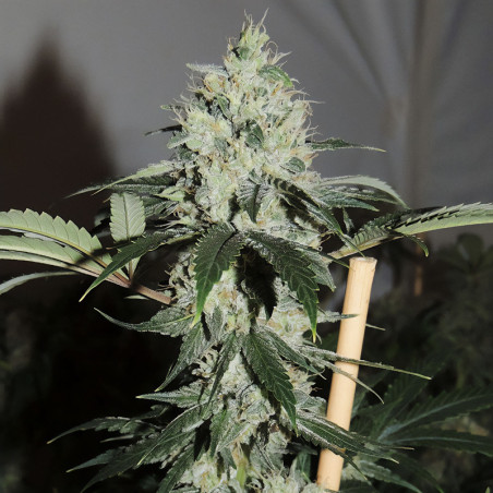 Amnesia Haze Pflanze von MDLG Seeds