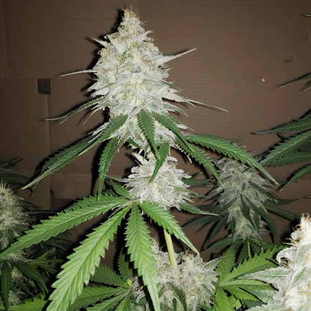 Amnesia Haze - MDLG Seeds