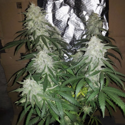 Bud von Amnesia Haze von MDLG Seeds