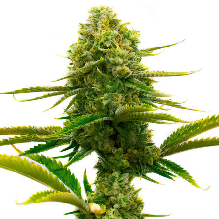 Cesar CBD -Samen von MDLG Seeds Indoor