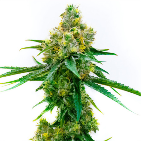 Cesar CBD - MDLG Seeds