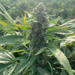 La sana Esmeralda CBG di MDLG Seeds