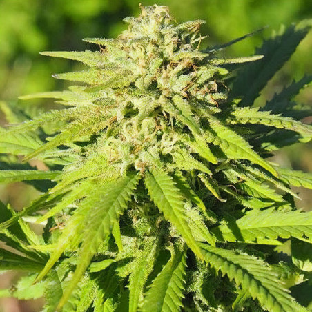 Bud de Esmeralda CBG von MDLG Seeds