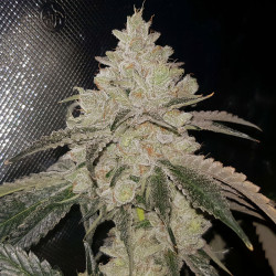 Gelato - MDLG Seeds