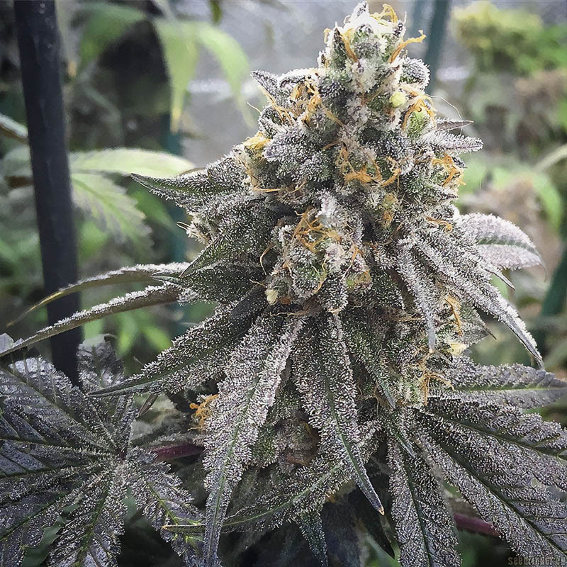 Gelato - MDLG Seeds