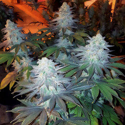 Culture of Girl Scout Cookies by MDLG Seeds