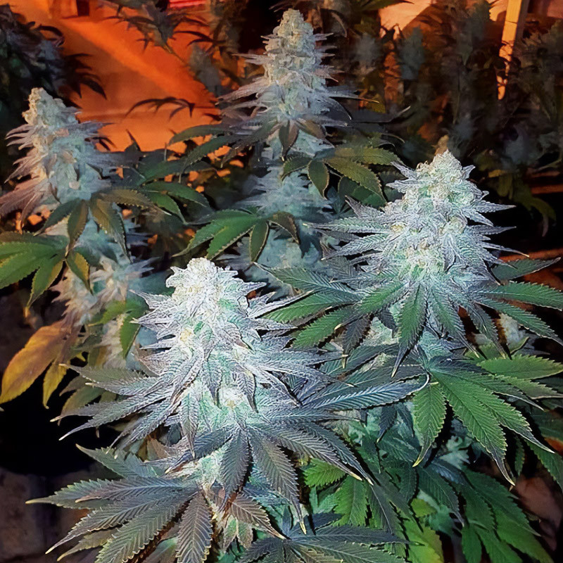 Biscotti Girl Scout - MDLG Seeds