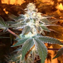 Girl Scout Cookies plant from MDLG Seeds in flower