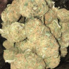 Biscotti Girl Scout - MDLG Seeds