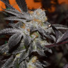 Biscotti Girl Scout - MDLG Seeds