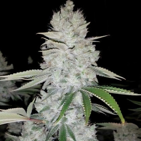 Gorilla von MDLG Seeds