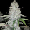 Gorilla Glue - MDLG Seeds