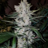 Gorilla Glue - MDLG Seeds