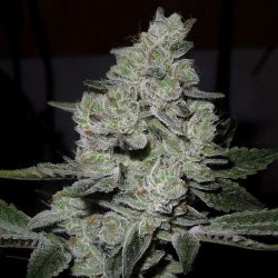 Gorilla von MDLG Seeds