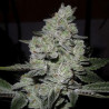 Gorilla Glue - MDLG Seeds