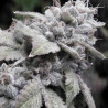 Gorilla Glue - MDLG Seeds