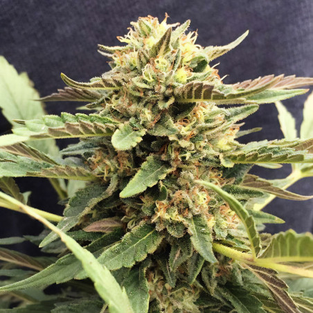 Midas CBD von MDLG Seeds