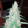 Orange Bud - MDLG Seeds