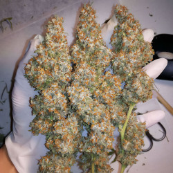 Ernte Orange Bud von MDLG Seeds