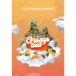 Orange Bud Cannabissamen von MDLG Seeds