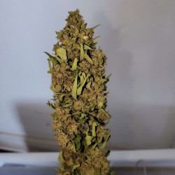 Hébé CBD Auto - MDLG Seeds