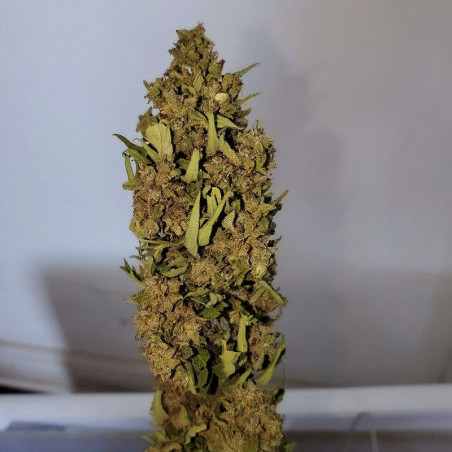 Hébé CBD Auto - MDLG Seeds