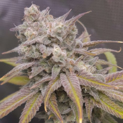 Zkittlez Killer XXL Auto von MDLG Seeds für den Innenanbau