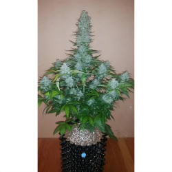 Zkittlez Killer XXL Auto von MDLG Seeds in der Blüte