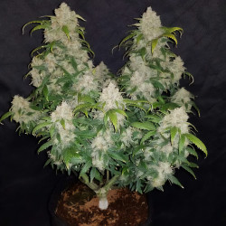 Ernte von Zkittlez Killer XXL Auto von MDLG Seeds