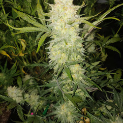 Zkittlez Killer XXL Auto - MDLG Seeds