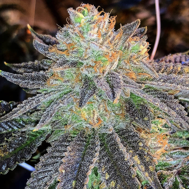 Zkittlez - MDLG Seeds