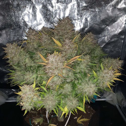 Ernte von Syrup Banner XXL Auto von MDLG Seeds