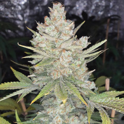 Strawberry Banana XXL Auto di MDLG Seeds per coltivazione indoor