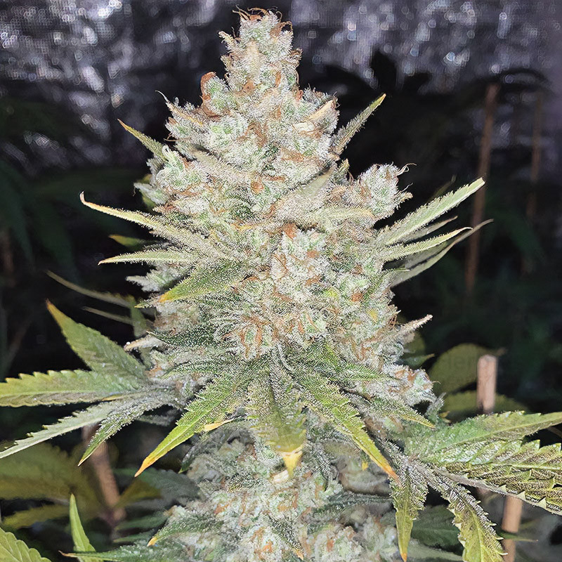 Semi Strawberry Banana XXL Auto - MDLG Seeds