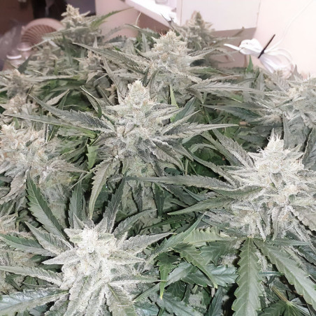 Strawberry Banana XXL Auto - MDLG Seeds