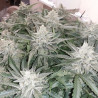 Semi Strawberry Banana XXL Auto - MDLG Seeds