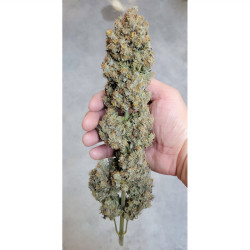 Ernte von Strawberry Banana XXL Auto von MDLG Seeds