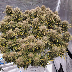 Strawberry Banana XXL Auto von MDLG Seeds in der Blüte