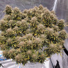 Semi Strawberry Banana XXL Auto - MDLG Seeds