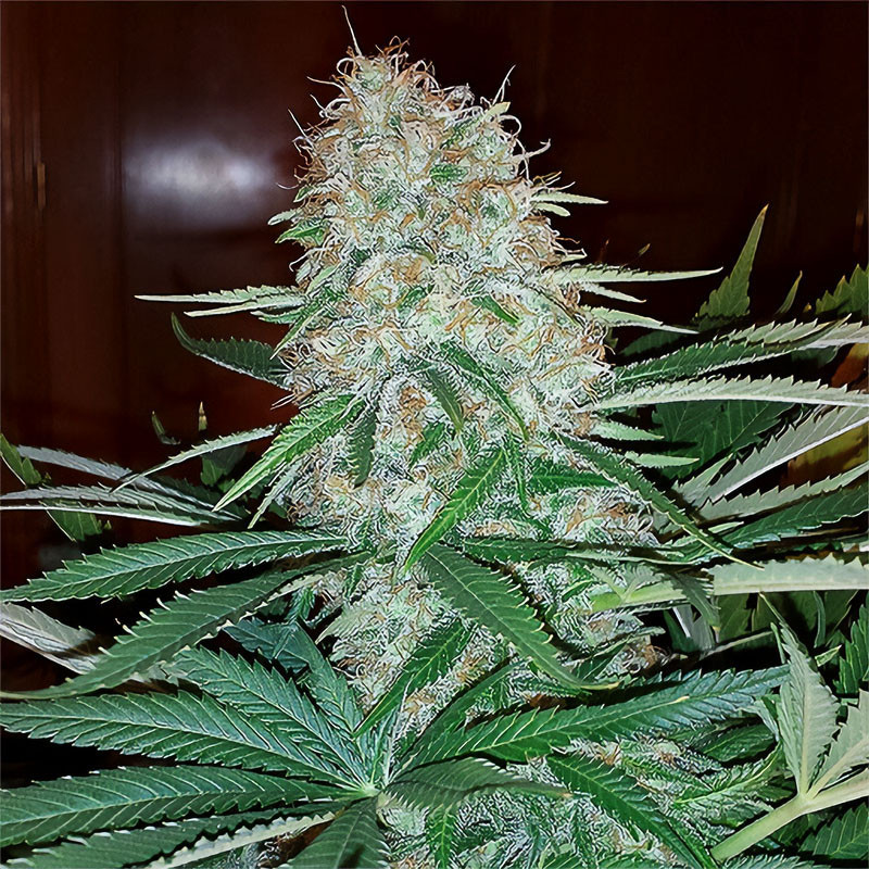 Skunk Original - MDLG Seeds