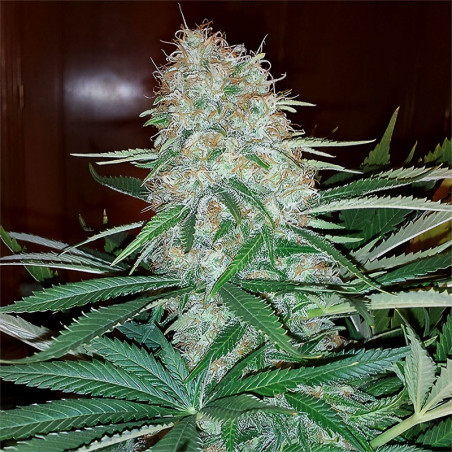 Skunk Original von MDLG Seeds für den Innenanbau