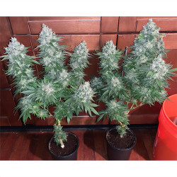 Skunk Original von MDLG Seeds in der Blüte