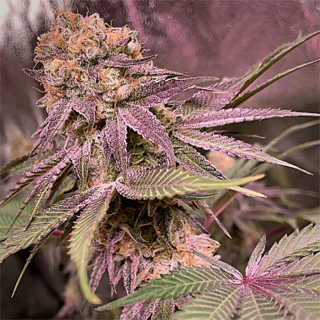 Purple Haze - MDLG Seeds