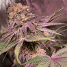 Purple Haze - MDLG Seeds