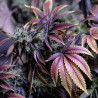 Purple Haze - MDLG Seeds