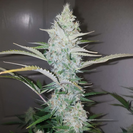 Mandarin Caramel XXL Auto von MDLG Seeds für den Innenanbau