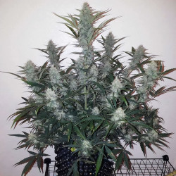 Mandarin Caramel XXL Auto von MDLG Seeds in der Blüte