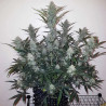 Mandarine Caramel XXL Auto - MDLG Seeds